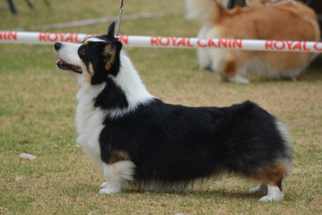 HAZELMERE MITCH A MATCH