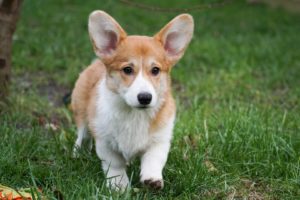Born To Be Your Sauvignon Blanc at Morgerton – Blanka 5 months old