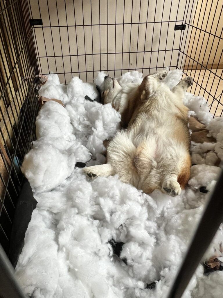 Born-To-Be-Your-Heston-Blumenthal-Chef-at-Morgerton-–-Echo a pusztító