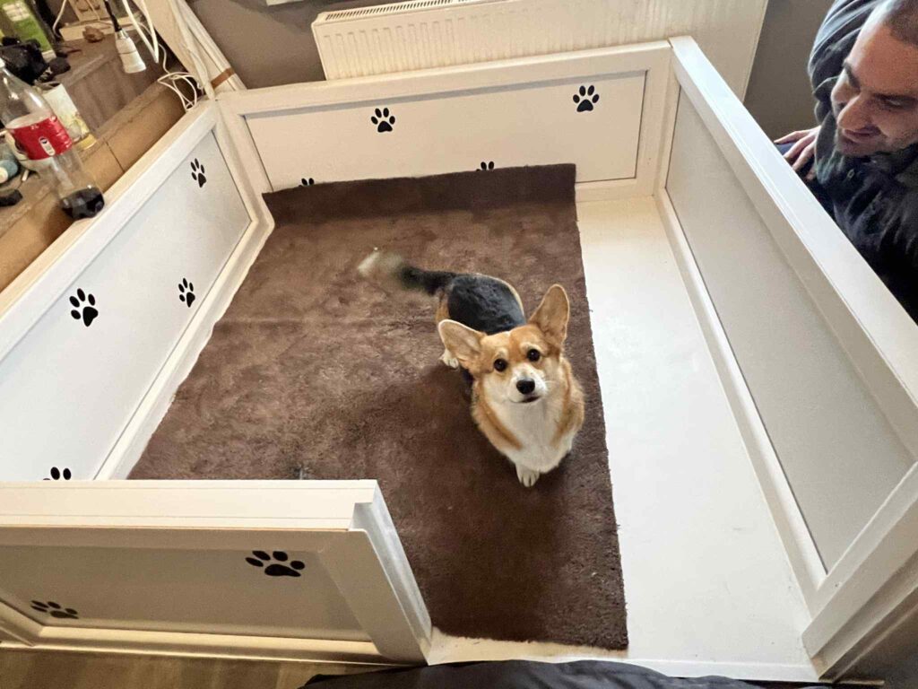 Ellető Morgerton Welsh Corgi Pembroke