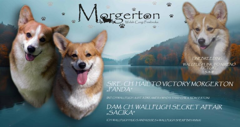 Hail To Victory Morgerton Panda - Wallfugh Secret Affair Sacika Flyer