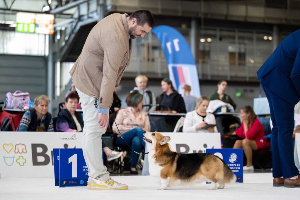 Wallfugh Just a Dreamer - Tony EDS 2025