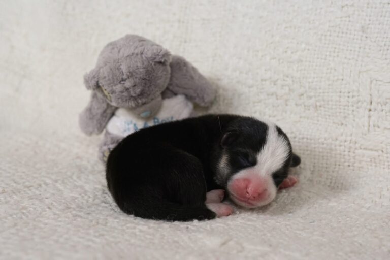 Hail To Victory Morgerton Panda - Wallfugh Secret Affair Sacika Flyer Litter Survivor 1 weeks old