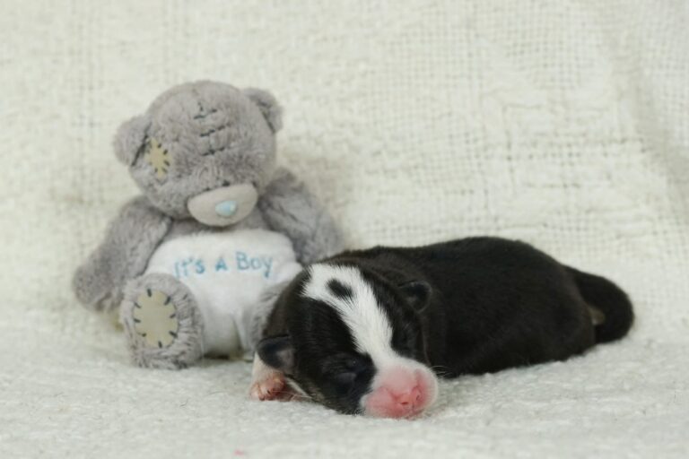 Hail To Victory Morgerton Panda - Wallfugh Secret Affair Sacika Flyer Litter Survivor 1 weeks old