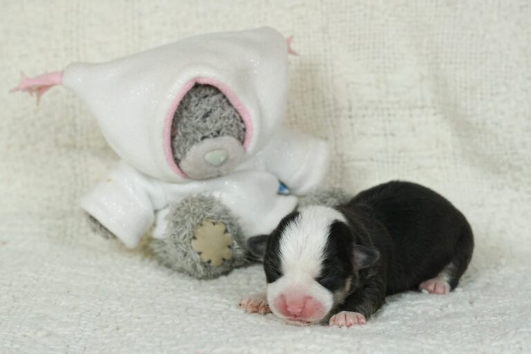 Hail To Victory Morgerton Panda - Wallfugh Secret Affair Sacika Flyer Litter Survivor 1 weeks old