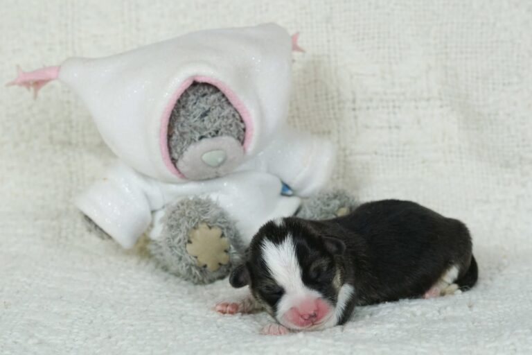 Hail To Victory Morgerton Panda - Wallfugh Secret Affair Sacika Flyer Litter Survivor 1 weeks old