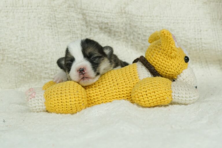 Hail To Victory Morgerton Panda - Wallfugh Secret Affair Sacika - Litter Survivor 2 weeks old