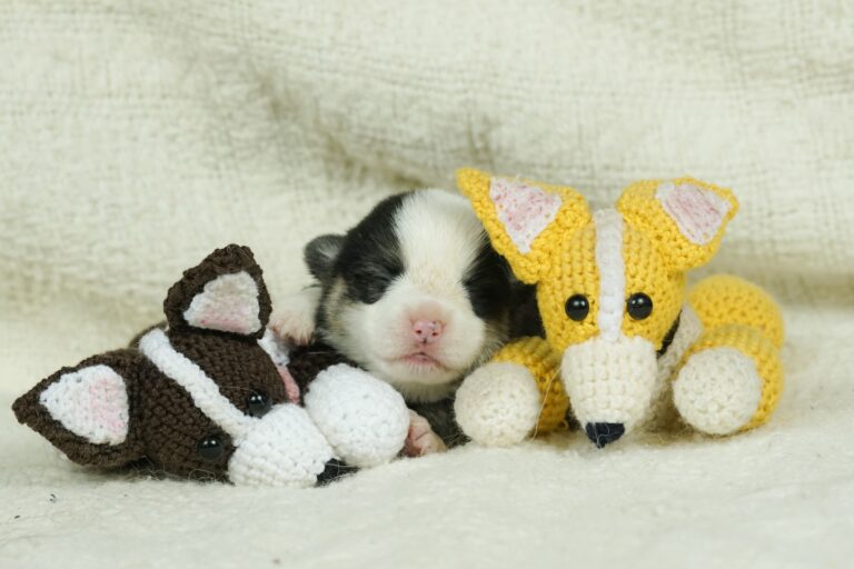 Hail To Victory Morgerton Panda - Wallfugh Secret Affair Sacika - Litter Survivor 2 weeks old