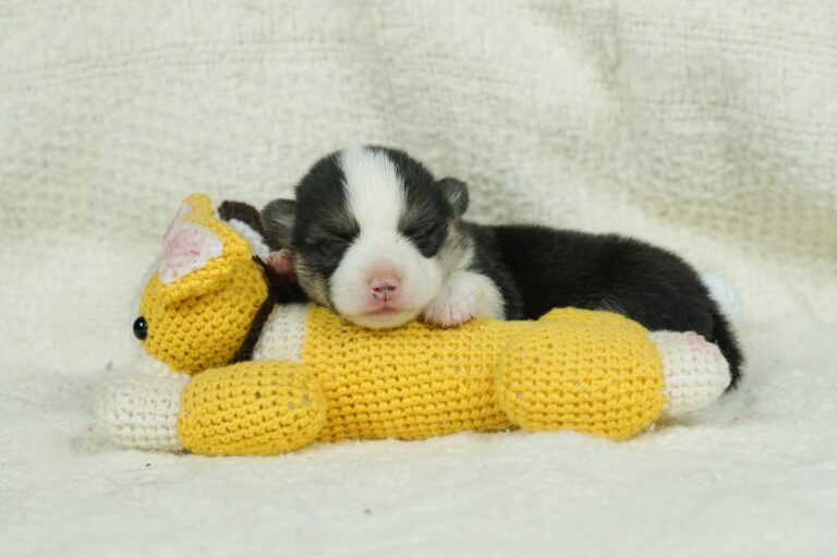 Hail To Victory Morgerton Panda - Wallfugh Secret Affair Sacika - Litter Survivor 2 weeks old