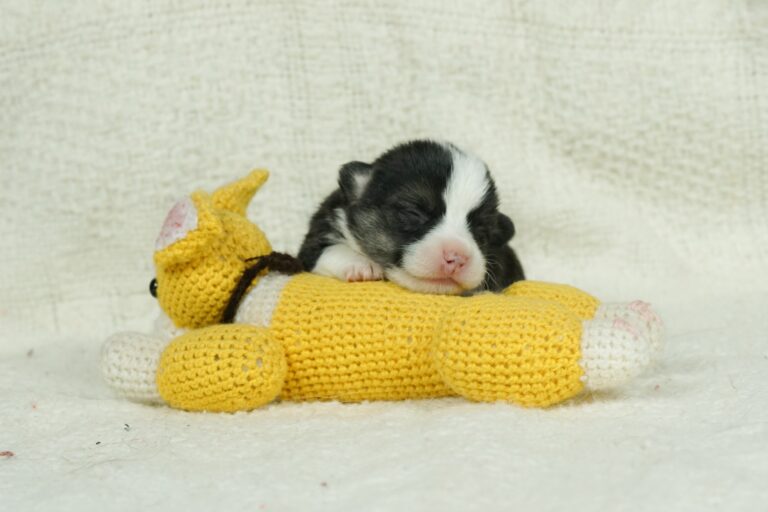 Hail To Victory Morgerton Panda - Wallfugh Secret Affair Sacika - Litter Survivor 2 weeks old
