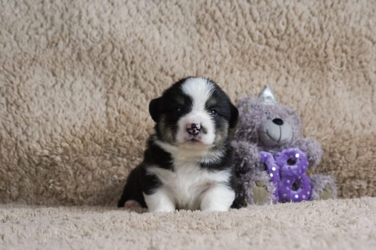 Wallfugh Just A Dreamer Tony - Black Honey Morgerton Queene - 18 days old