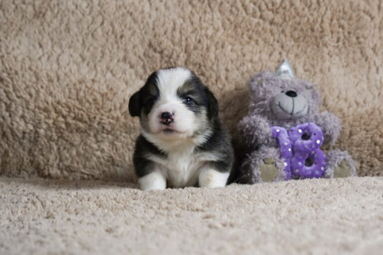 Wallfugh Just A Dreamer Tony - Black Honey Morgerton Queene - 18 days old