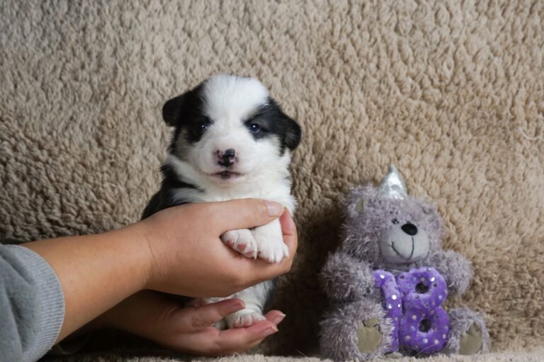 Wallfugh Just A Dreamer Tony - Black Honey Morgerton Queene - 18 days old