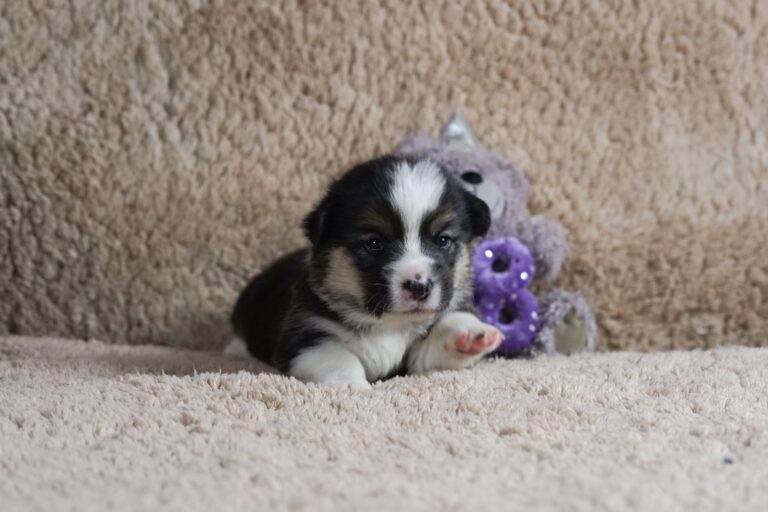 Wallfugh Just A Dreamer Tony - Black Honey Morgerton Queene - 18 days old