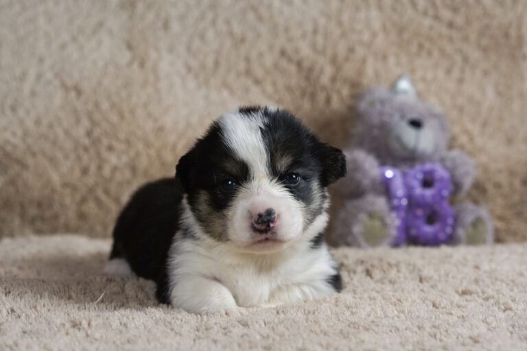 Wallfugh Just A Dreamer Tony - Black Honey Morgerton Queene - 18 days old