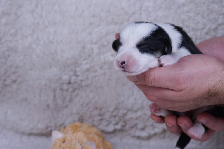 Wallfugh Just A Dreamer Tony - Black Honey Morgerton Queene - 7 days old