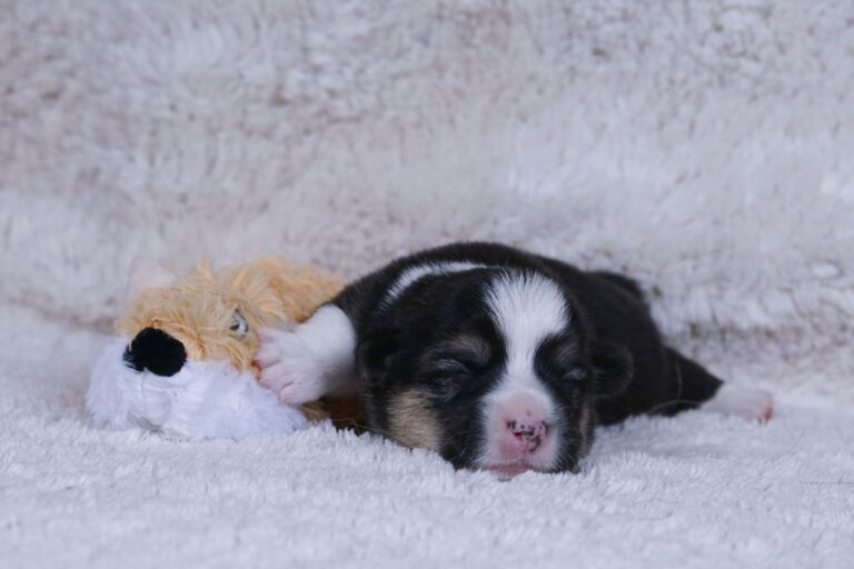 Wallfugh Just A Dreamer Tony - Black Honey Morgerton Queene - 7 days old