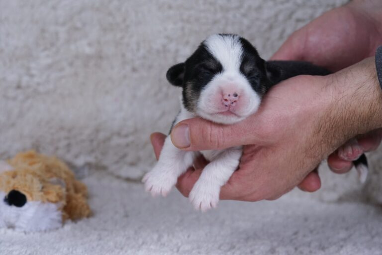 Wallfugh Just A Dreamer Tony - Black Honey Morgerton Queene - 7 days old