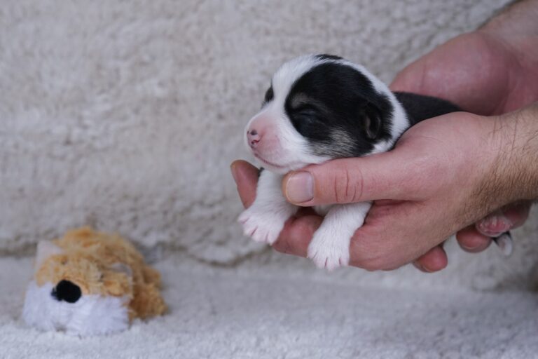 Wallfugh Just A Dreamer Tony - Black Honey Morgerton Queene - 7 days old