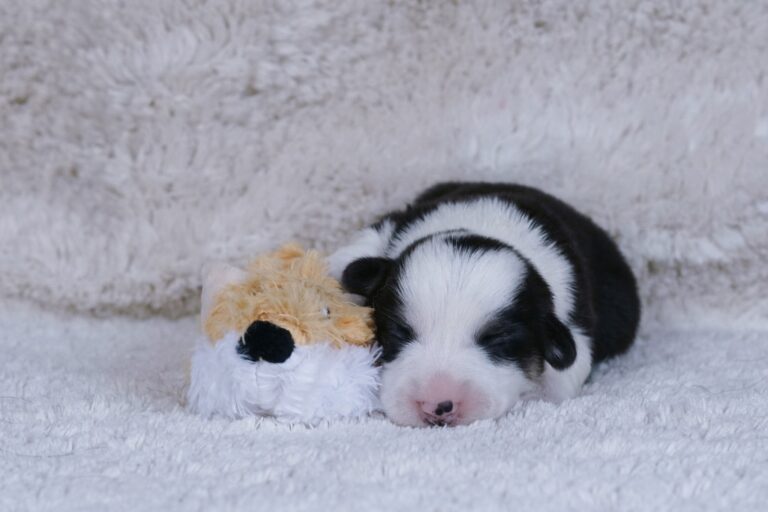 Wallfugh Just A Dreamer Tony - Black Honey Morgerton Queene - 7 days old