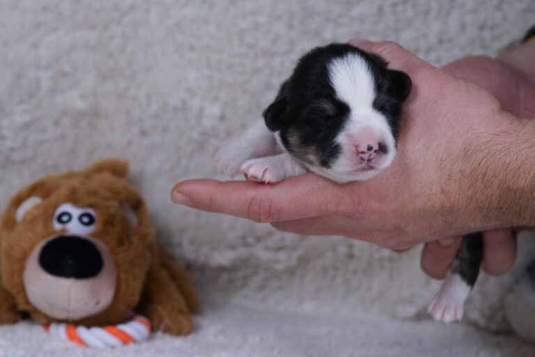 Wallfugh Just A Dreamer Tony - Black Honey Morgerton Queene - 7 days old