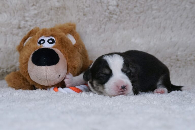 Wallfugh Just A Dreamer Tony - Black Honey Morgerton Queene - 7 days old