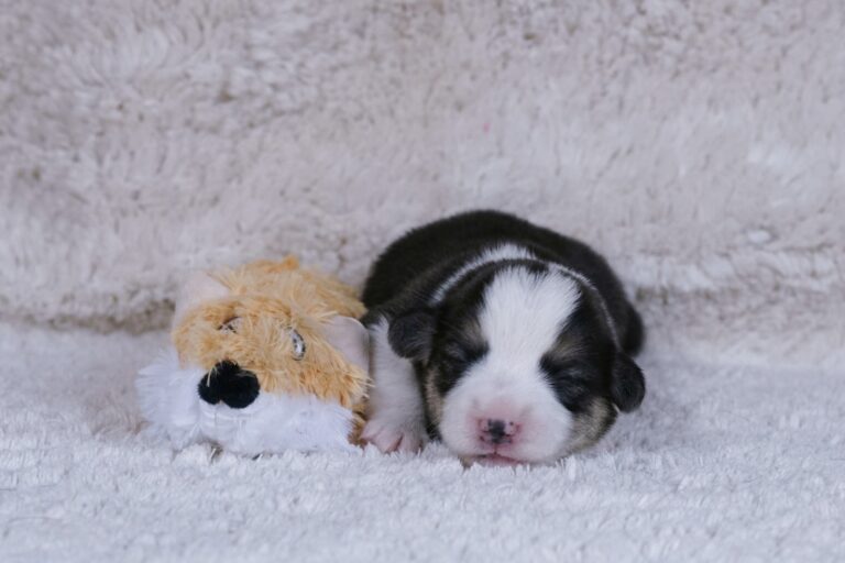 Wallfugh Just A Dreamer Tony - Black Honey Morgerton Queene - 7 days old
