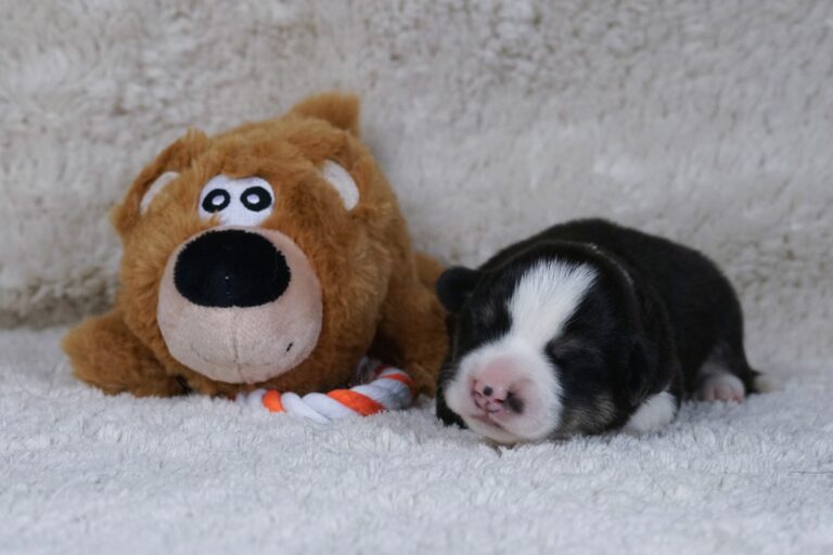 Wallfugh Just A Dreamer Tony - Black Honey Morgerton Queene - 7 days old