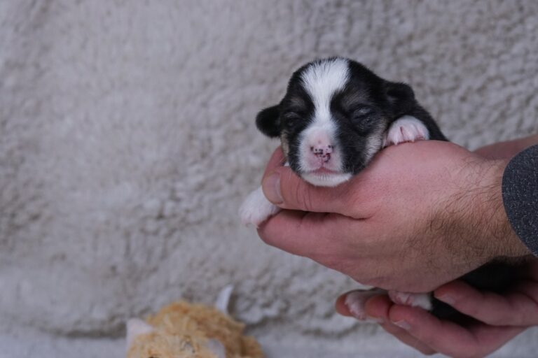 Wallfugh Just A Dreamer Tony - Black Honey Morgerton Queene - 7 days old