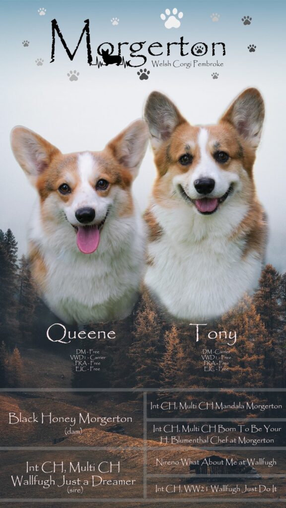 Wallfugh Just A Dreamer Tony - Black Honey Morgerton Queene - 80s Litter