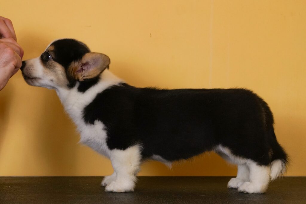 Fall in Love Again Morgerton Lulu 10 weeks old