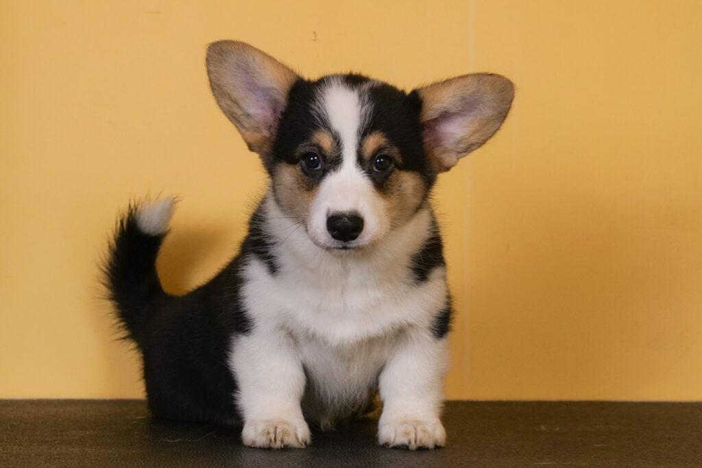 Fall in Love Again Morgerton Lulu 10 weeks old