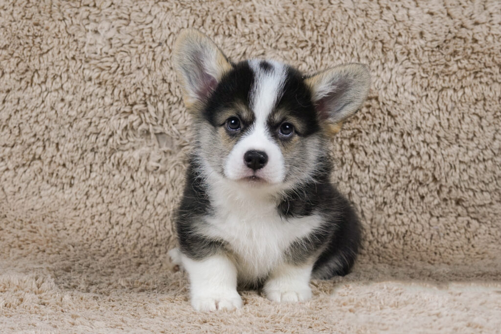 I Want To Live Morgerton Rudi 7 weeks old