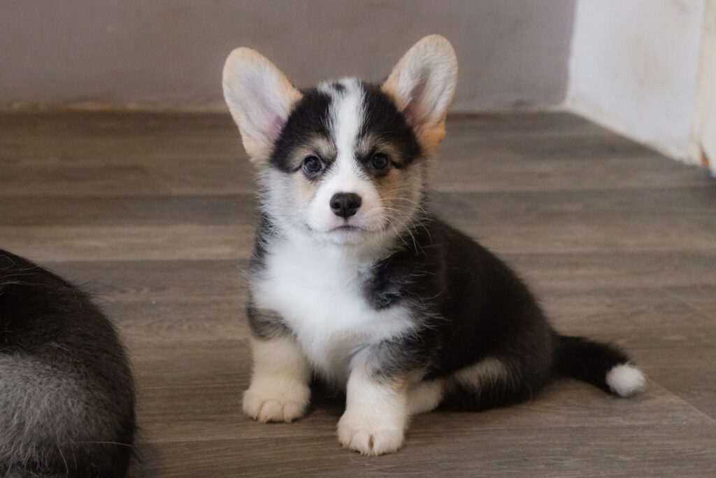 I Want To Live Morgerton Rudi 9 weeks old