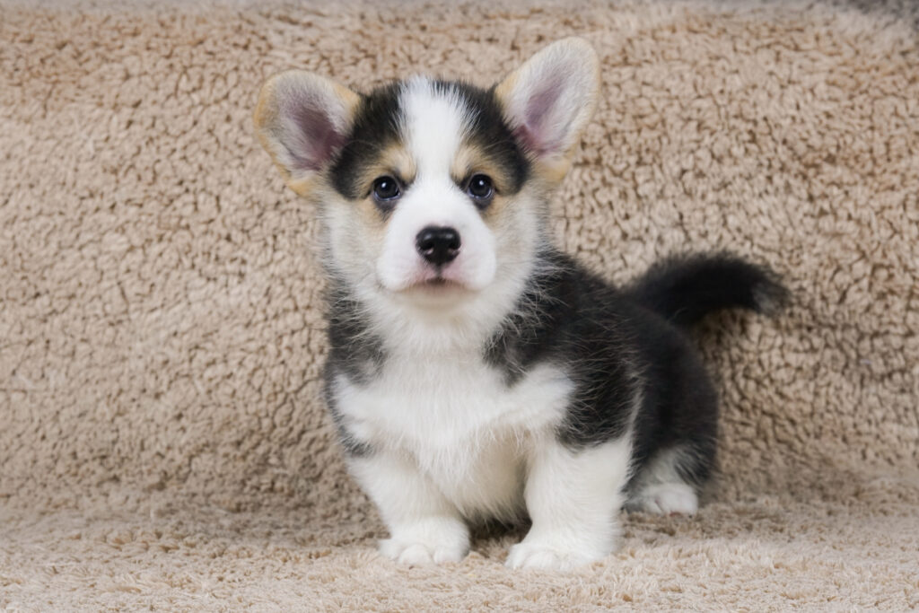 Live To Win Morgerton Beni 7 weeks old