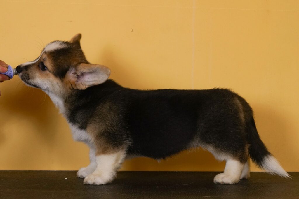 Make Me A Promise Morgerton Barbie 10 weeks old