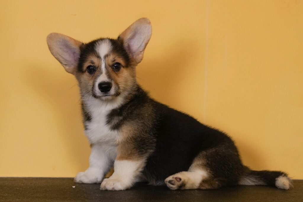 Make Me A Promise Morgerton Barbie 10 weeks old