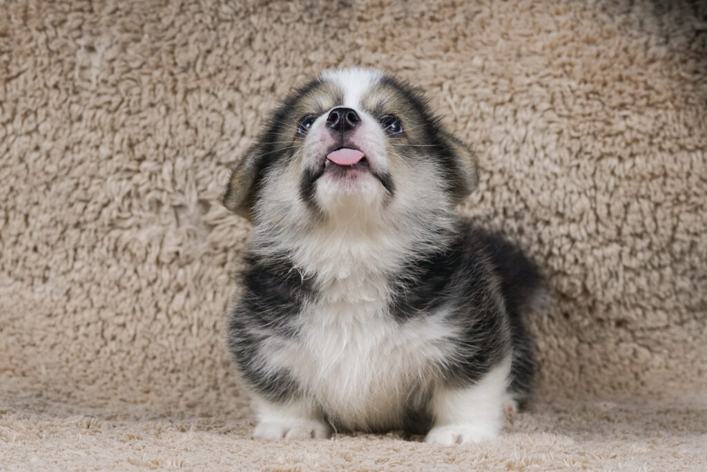 Nothing Can Stop Me Morgerton Ang 7 weeks old