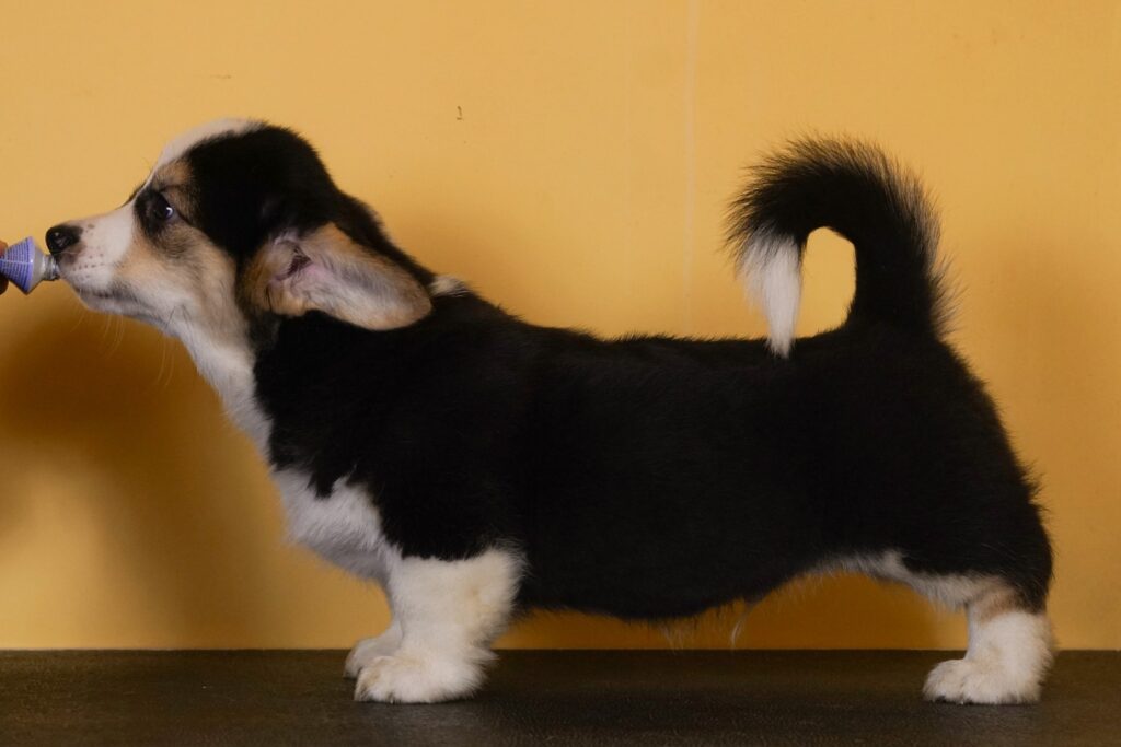 Rebel Yell Morgerton Billy 10 weeks old