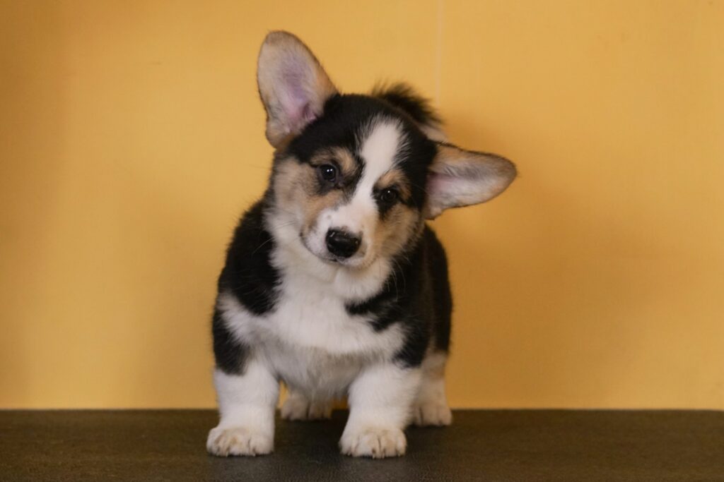 Rebel Yell Morgerton Billy 10 weeks old